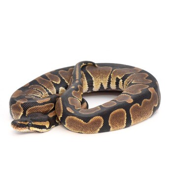 Royal Python double het Axanthic/Pied, Female